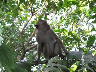 Tree Monkey, Batu Feringgi, Penang, Thai, Cocktails, tapas, best restaurant, casual