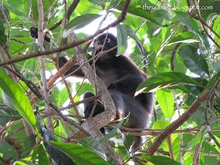 Tree Monkey, Batu Feringgi, Penang, Thai, Cocktails, tapas, best restaurant, casual