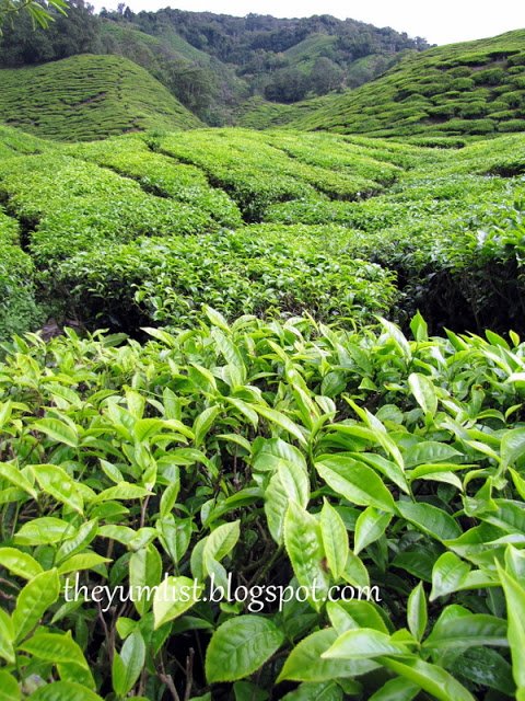 Cameron Highlands Resort, Malaysia