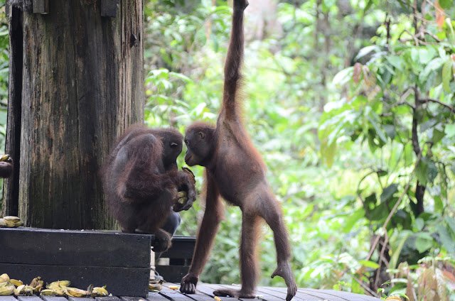 Orangutans at Sepilok Orangutan Rehabilitation Centre