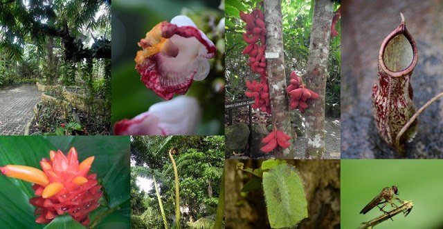 Rainforest Discovery Centre, Sepilok, Malaysia