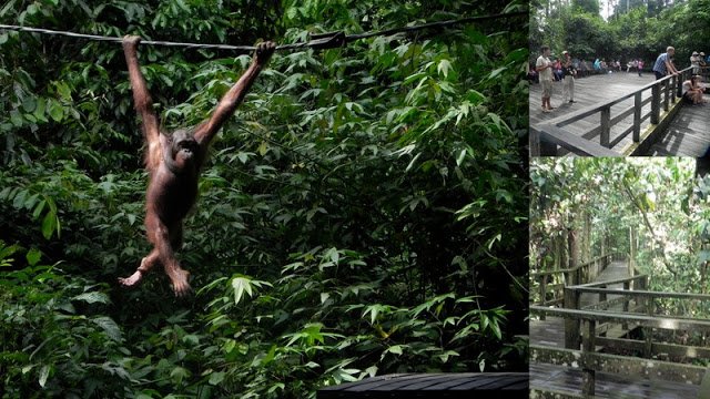 Orangutans and walkways at Sepilok Orangutan Rehabilitation Centre