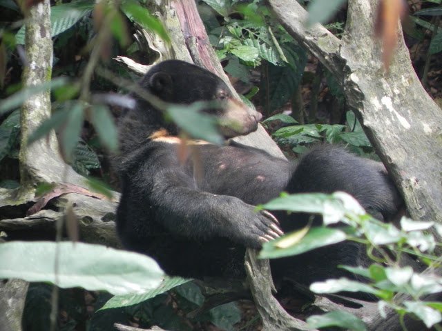 Sun Bear, Borneo Sun Bear Conservation Centre