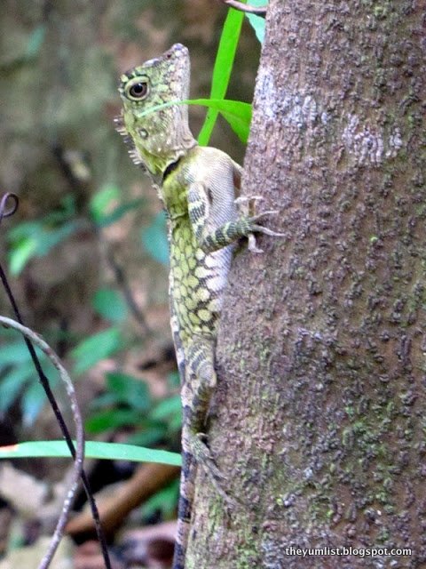 Nature activities, Borneo, Gaya Island Resort