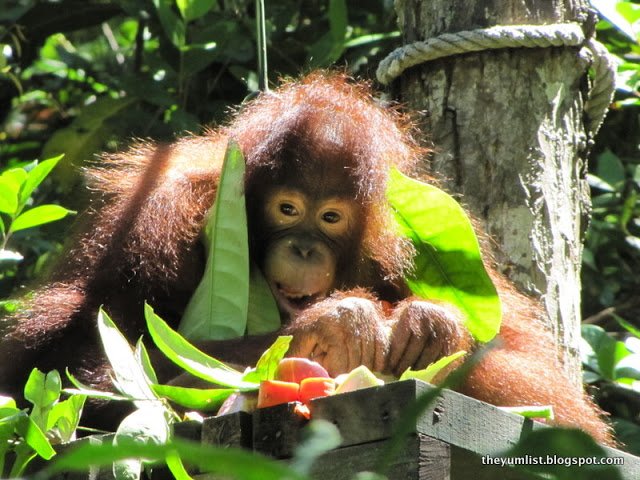 Shangri-La, Rasa Ria resort, orang utan reserve, sanctuary