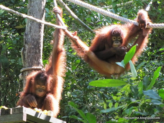 Things to Do at Rasa Ria by Shangri-La, Kota Kinabalu, Sabah, Borneo, Malaysia