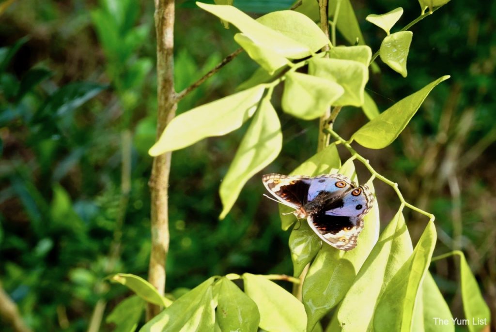 Butterfly Garden