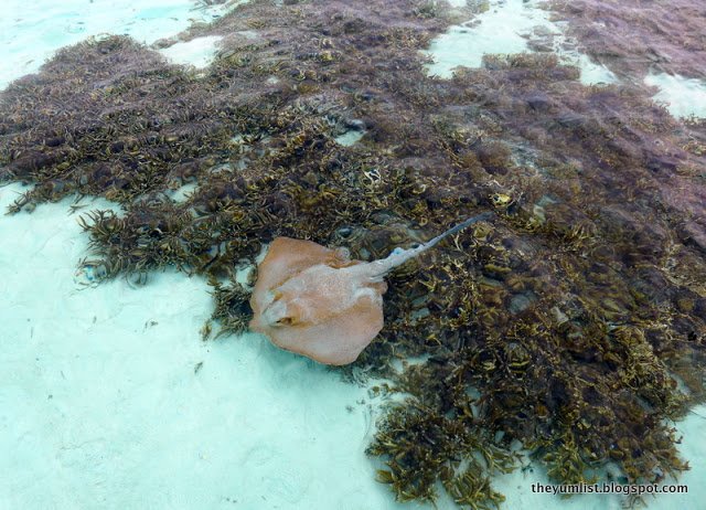 Gili Lankanfushi, Maldives stingray