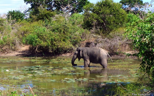 Chena Huts by Uga Escapes, Yala National Park, Sri Lanka