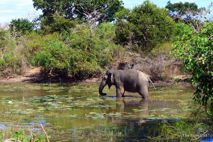 Chena Huts by Uga Escapes, Yala National Park, Sri Lanka