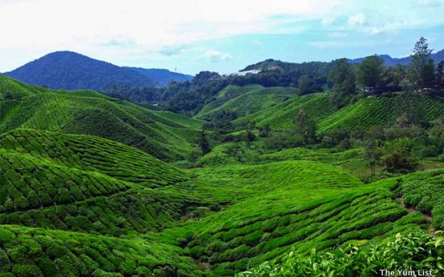 Cameron Highlands Resort, Pahang