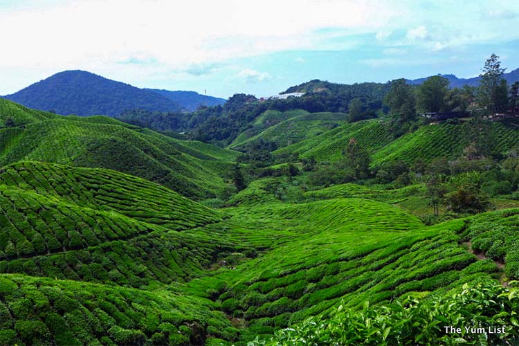 Cameron Highlands Resort, Pahang