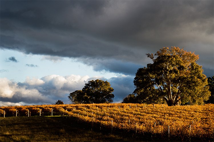 Australian wine maker of the year - Top Travel Destinations 2020