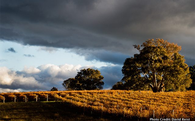 Australian wine maker of the year