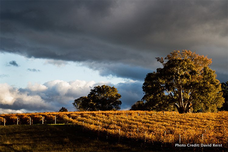 Australian wine maker of the year