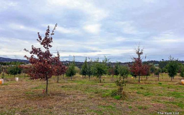 Blue Frog Truffle Farm, Truffle Hunt