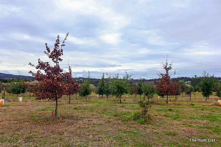 Blue Frog Truffle Farm, Truffle Hunt