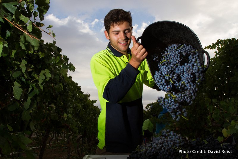 Australia's most exciting wines