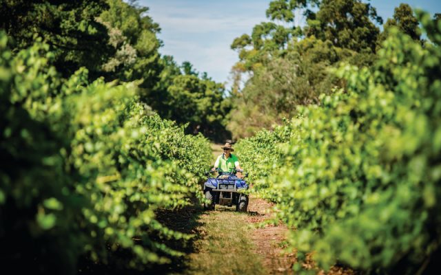 Yalumba Wine, Stoked KL