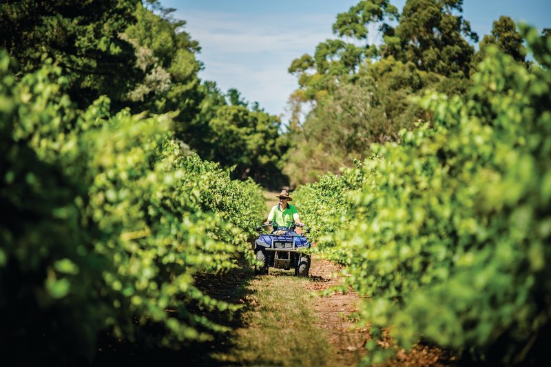 Yalumba Wine, Stoked KL