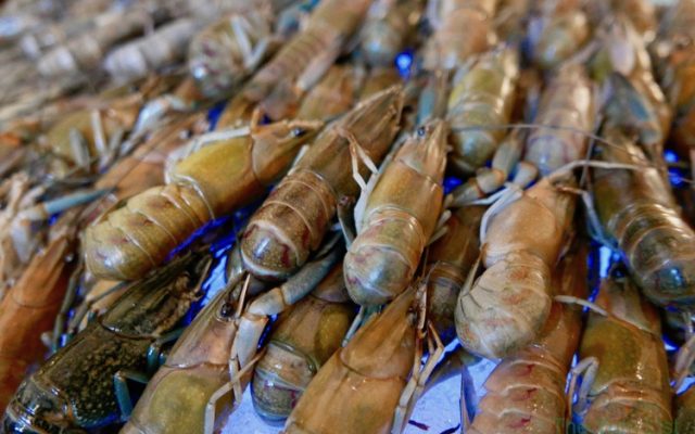 Bucked Out Seafood Market Gobo Chit Chat