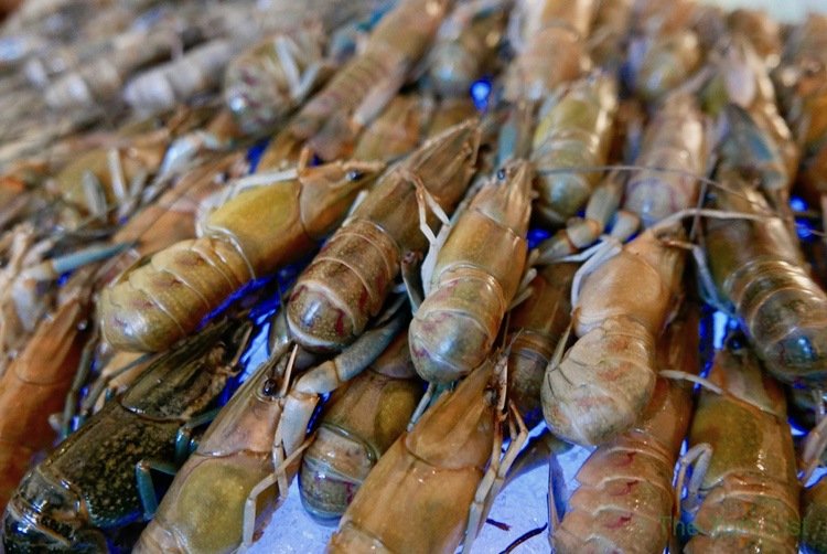 Bucked Out Seafood Market Gobo Chit Chat