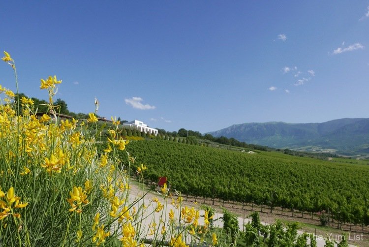 Cantina Zaccagnini, winery, Abruzzo, Italy