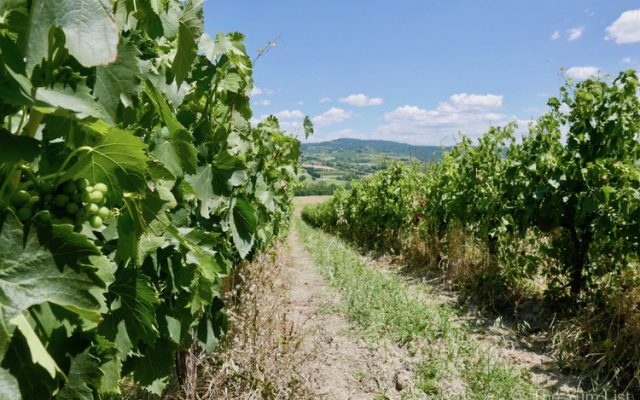 Aziendo Uggiano Tuscan Wines