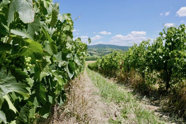 Aziendo Uggiano Tuscan Wines