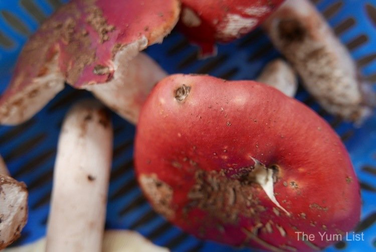 Wild Mushroom Market Kunming