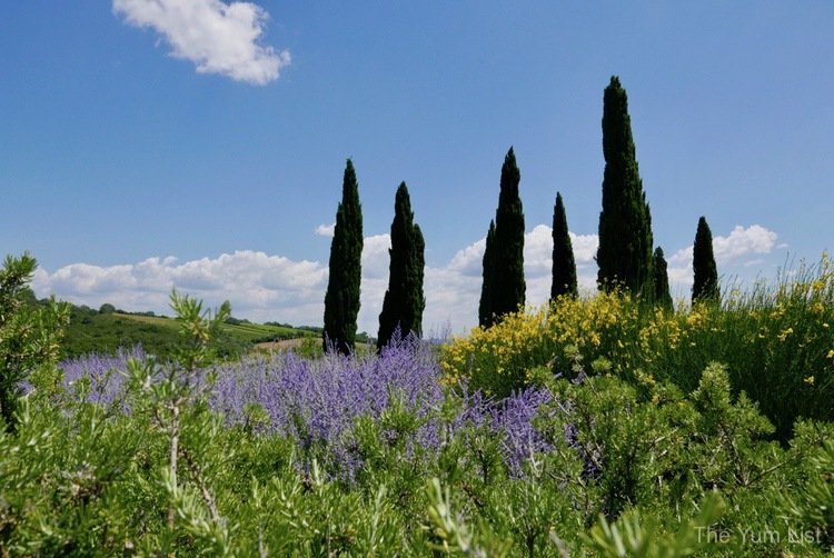 Rocca di Frassinello, Marrema Tuscany