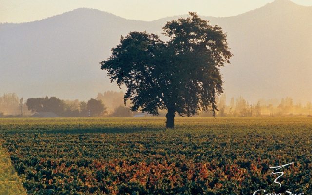 Cono Sur Wine Dinner, Samplings On the Fourteenth