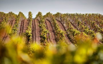 Domaine & Maison Les Alexandrins Côtes du Rhône