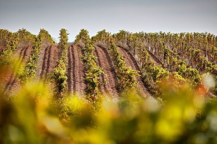 Domaine & Maison Les Alexandrins Côtes du Rhône