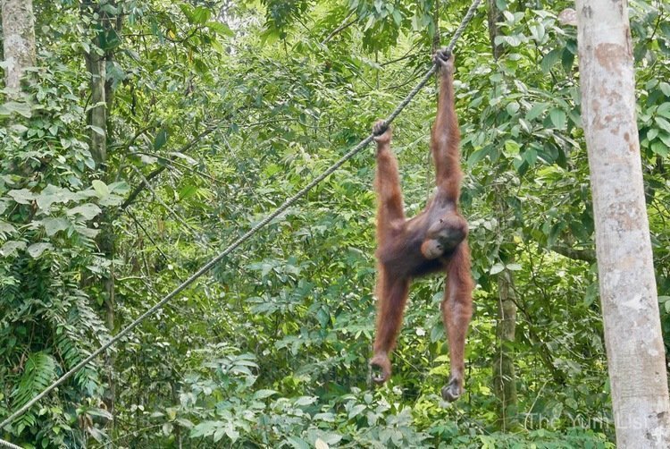 Semenggoh Nature Reserve Tour