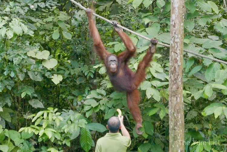 Semenggoh Nature Reserve Tour