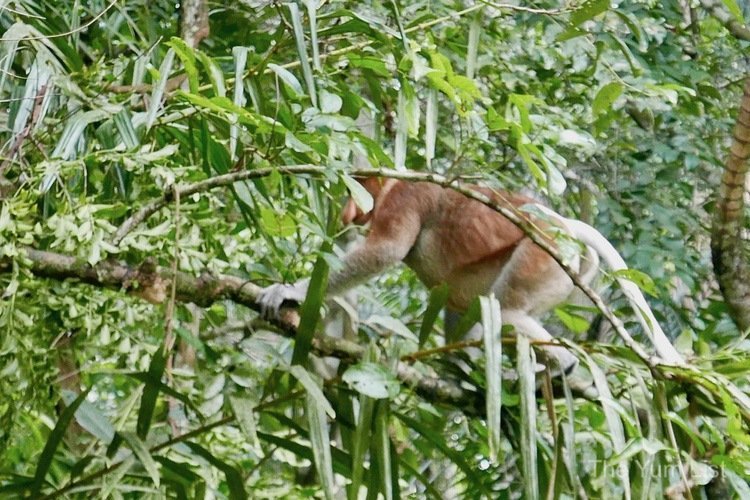 Bako National Park Tour