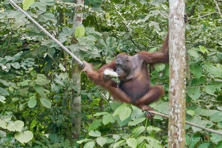 orangutans Kuching