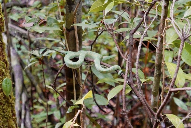 Bako National Park Tour