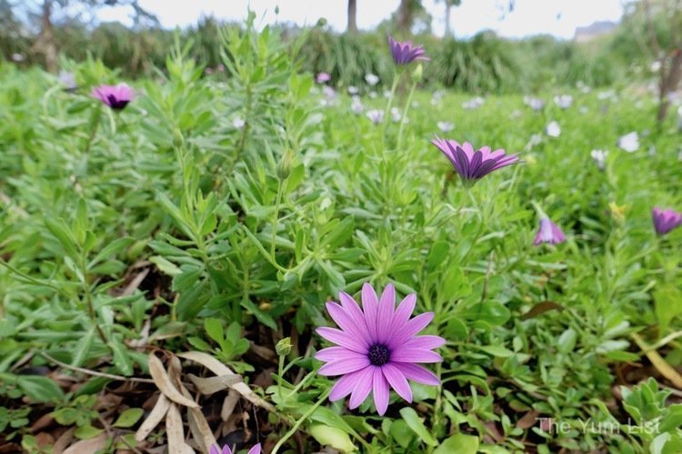 Wildflowers in Western Australia