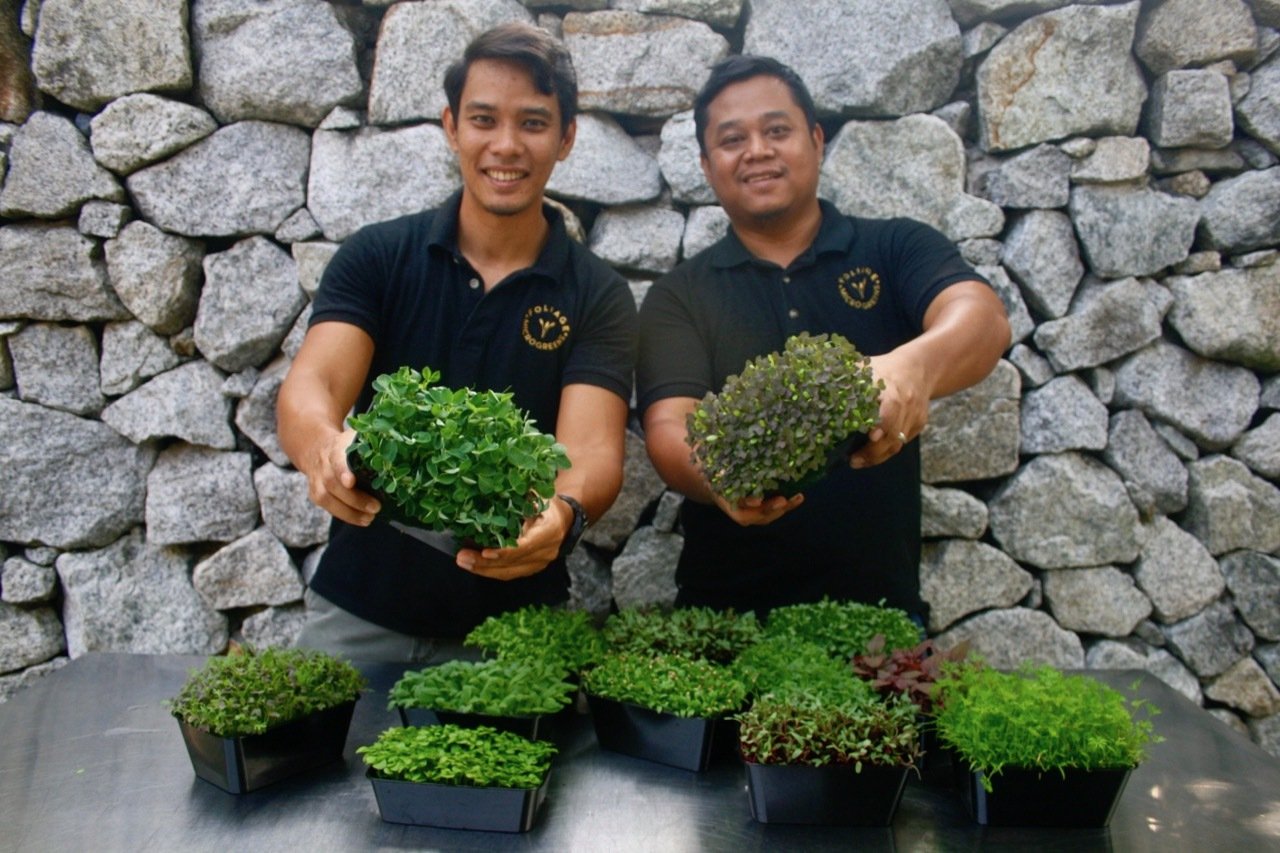 Foliage Microgreens