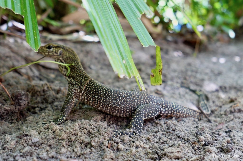 Malaysian rainforest animals