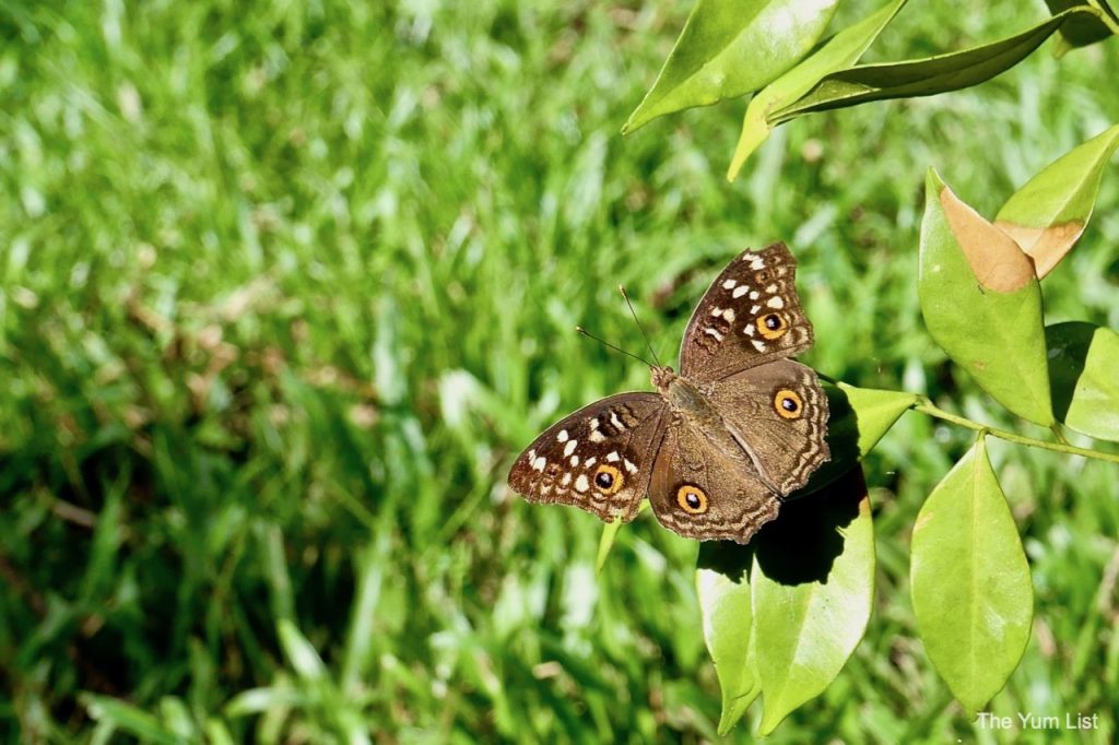 Butterfly Garden