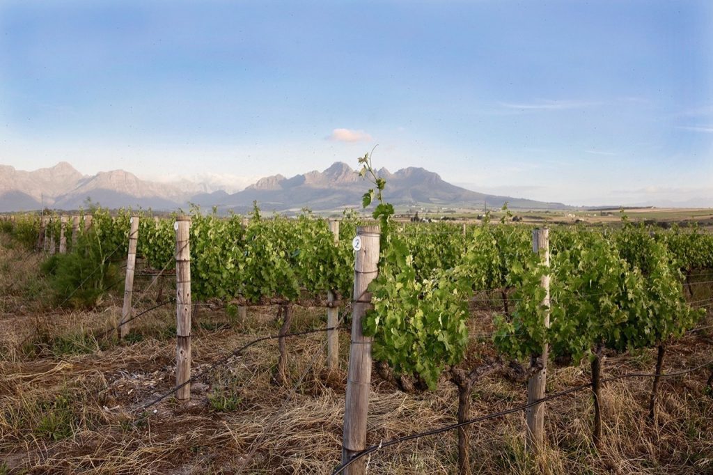 Spier `Seaward’ Vineyards