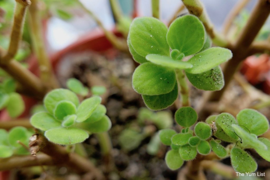 Edible Balcony Gardening Malaysia.