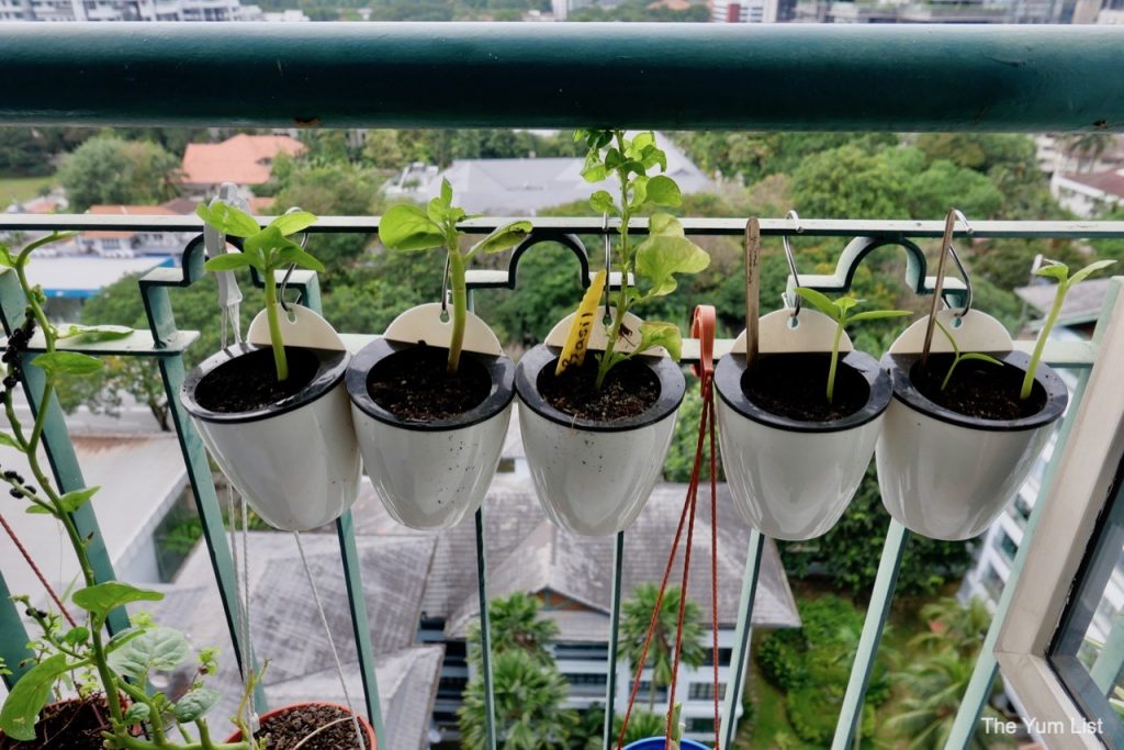 Edible Balcony Gardening Malaysia.