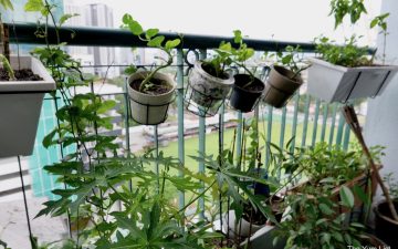 grow your organic food plants KL