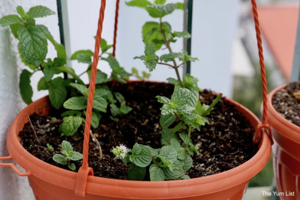 Edible Balcony Gardening Malaysia.