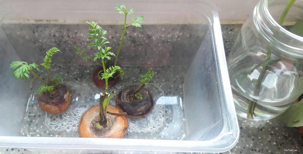 Edible Balcony Gardening Malaysia.