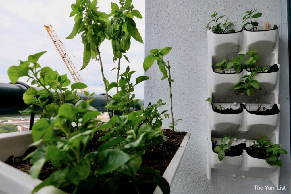 Edible Balcony Gardening Malaysia.